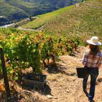 Vineyards above the Douro Valley