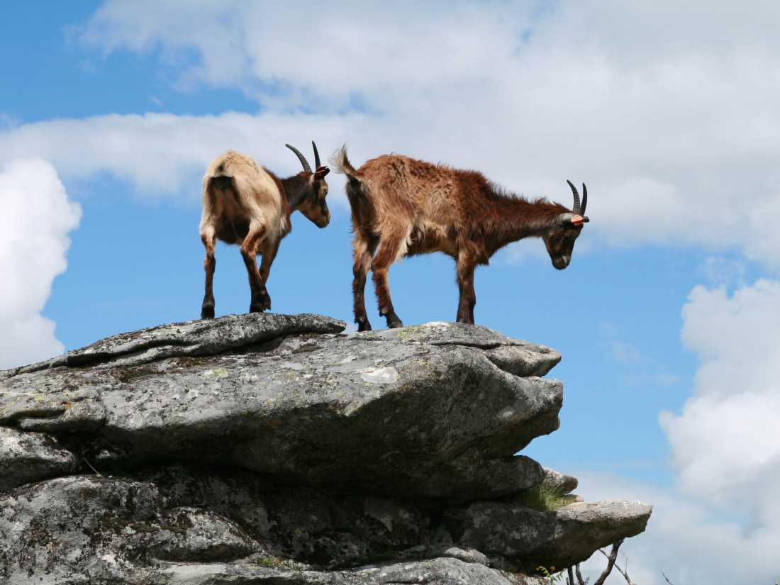 Wild goats in the Peneda Geres National Park, Portugal