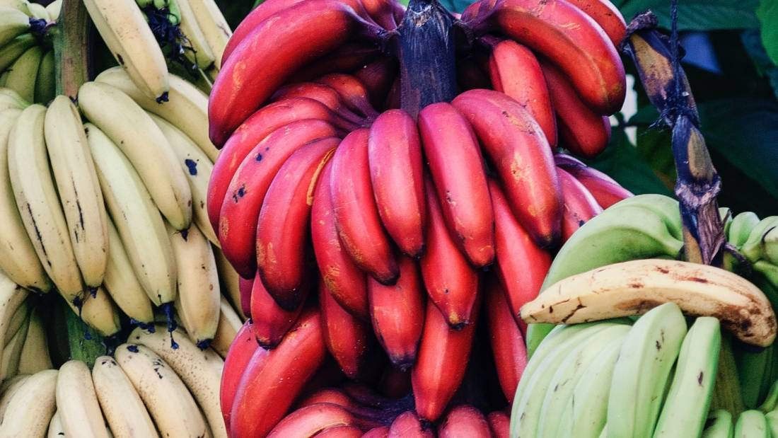 Red bananas are among the many exotic fruit varieties that grow in La Gomera