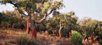 Cork Trees | Lucy y Angel