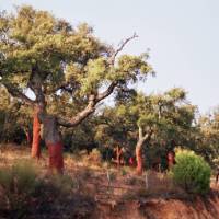 Cork Trees | Lucy y Angel