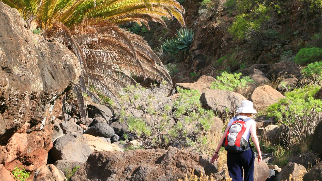 Searching for the Dragon Tree, Gomera