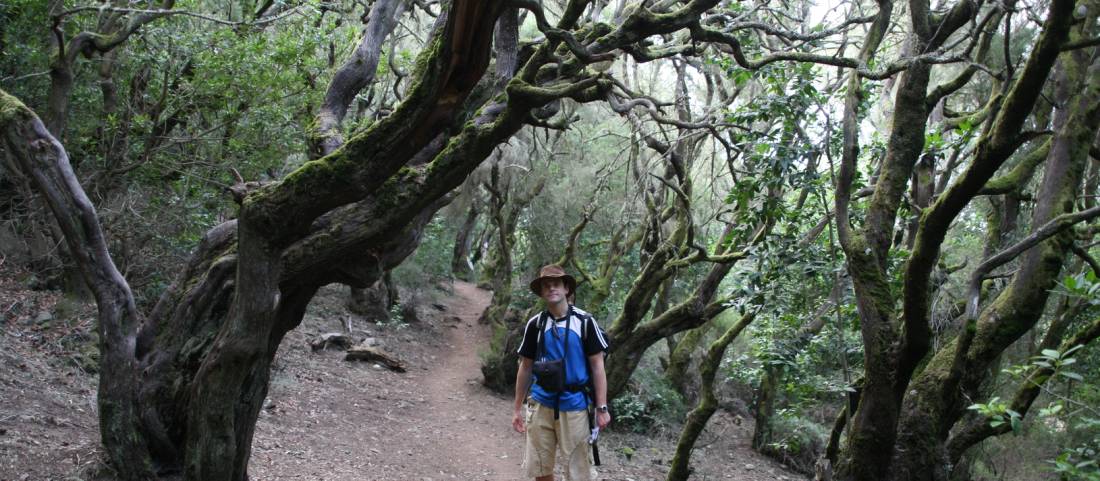 in the Laurisilva Forest