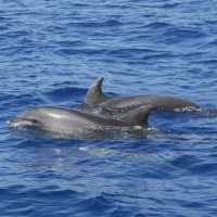 Bottle-nosed Dolphins off Tazacorte | John Millen