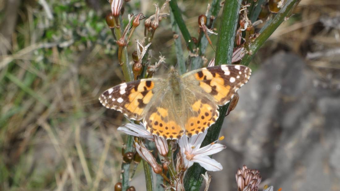 Butterflies are easy to spot on the Isle of Wight in the spring - Walkers' Britain