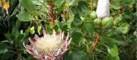 Protea flowers flourish in Tenerfe
