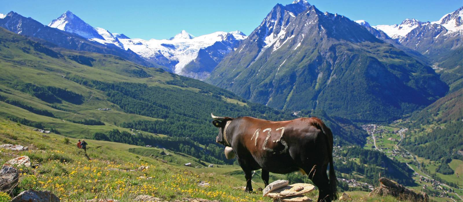 Cow on the ascent to Col de Torrent | John Millen