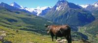 Cow on the ascent to Col de Torrent | John Millen