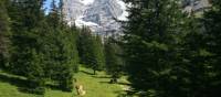 Trekking through Alpine Forests | Jon Millen