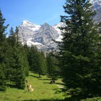 Trekking through Alpine Forests | Jon Millen
