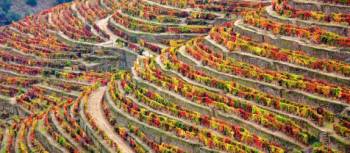Douro Valley's terraced vineyards in autumn