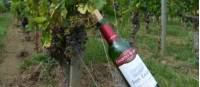 St Emilion vineyards
