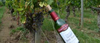 St Emilion vineyards