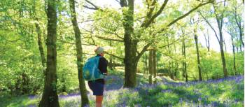 Walking through bluebell woods near Coniston | John Millen