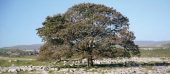 Oak and limestone pavement, Dales Way