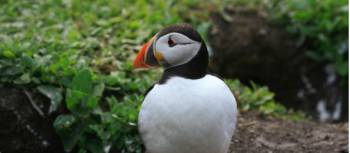 Puffin emerging from Burrow on Herm | John Millen