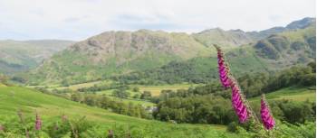 Foxgloves above Borrowdale | John Millen