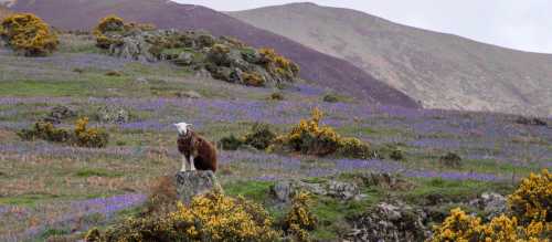Sheep in bluebell fields in the Lake District | Ray Cross