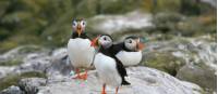 A puff of Puffins | John Millen