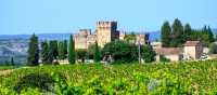 Vineyards of Chateauneuf du Pape appellation with grapes growing on soils with large rounded stones galets roules, lime stones, gravels, sand and clay, famous full body red wines, France | barmalini